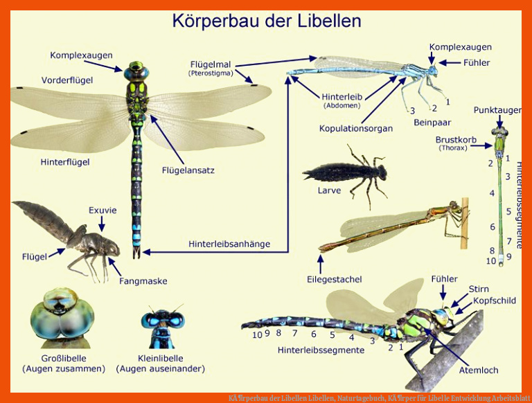 KÃ¶rperbau der Libellen | Libellen, Naturtagebuch, KÃ¶rper für libelle entwicklung arbeitsblatt