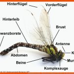 KÃ¶rperbau Der Libellen - Medienwerkstatt-wissen Â© 2006-2022 ... Fuer Körperbau Insekten Arbeitsblatt