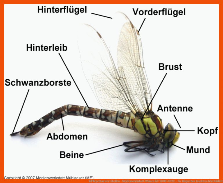 KÃ¶rperbau der Libellen - Medienwerkstatt-Wissen Â© 2006-2022 ... für körperbau insekten arbeitsblatt