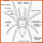 KÃ¶rperbau Einer Vogelspinne - Arachnophilia.de - Vogelspinnen Im ... Fuer Spinnen Körperbau Arbeitsblatt