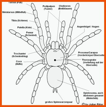 8 Spinnen Körperbau Arbeitsblatt
