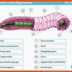 KÃ¶rperbau Eines Regenwurms - Ppt Herunterladen Fuer Regenwurm Körperbau Arbeitsblatt