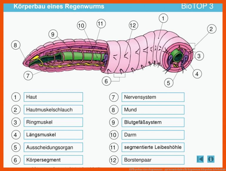 KÃ¶rperbau eines Regenwurms - ppt herunterladen für regenwurm körperbau arbeitsblatt