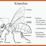 KÃ¶rperbau Und Biologie Der Bienen - Ppt Video Online Herunterladen Fuer Körperbau Insekten Arbeitsblatt