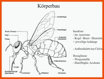 Körperbau Insekten Arbeitsblatt