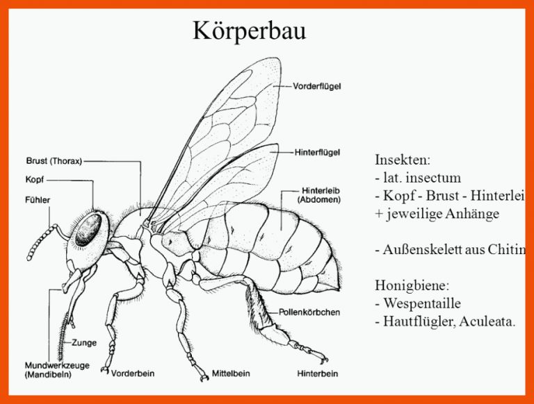 KÃ¶rperbau Und Biologie Der Bienen - Ppt Video Online Herunterladen Fuer Körperbau Insekten Arbeitsblatt