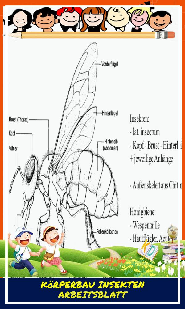 Körperbau Insekten Arbeitsblatt