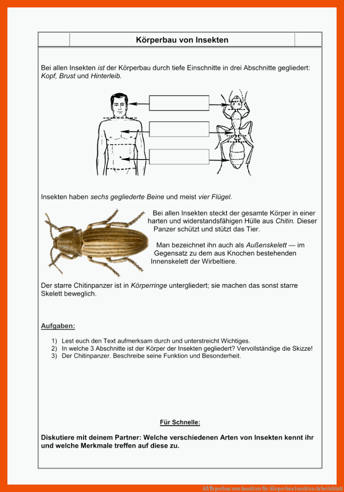 KÃ¶rperbau von Insekten für körperbau insekten arbeitsblatt
