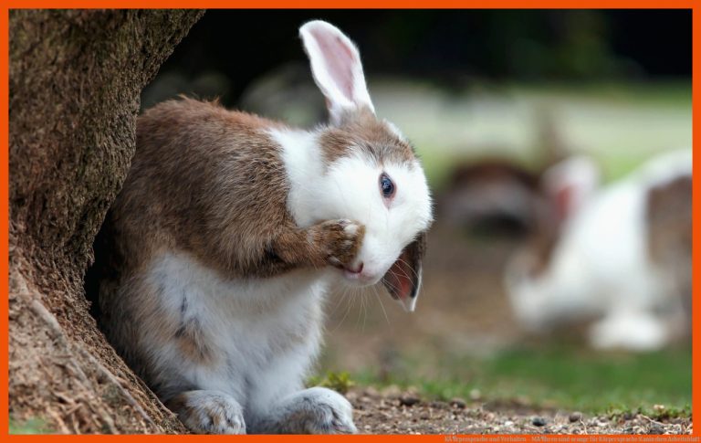 KÃ¶rpersprache und Verhalten - MÃ¶hren sind orange für körpersprache kaninchen arbeitsblatt