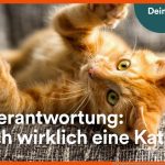 KÃ¶rpersprache Verstehen: Das Will Dir Deine Katze Sagen - Youtube Fuer Körpersprache Katze Arbeitsblatt