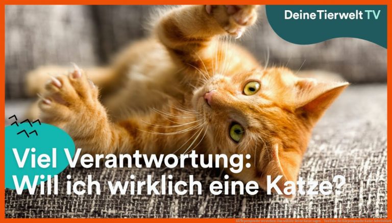 KÃ¶rpersprache verstehen: Das will Dir Deine Katze sagen - YouTube für körpersprache katze arbeitsblatt