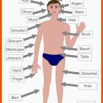 KÃ¶rperteile Arbeitsblatt - Beschriftet & Unbeschriftet (lehrmaterial) Fuer Arbeitsblätter Anatomie Pdf