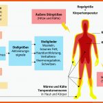 KÃ¶rpertemperatur: Welche Werte Sind normal? - CosinussÂ° Fuer Regelkreis Körpertemperatur Arbeitsblatt