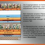 Kohle. - Ppt Herunterladen Fuer Entstehung Kohle Arbeitsblatt