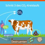 Kohlenstoffkreislauf â¢ Einfach ErklÃ¤rt: Teilschritte, See, Wald ... Fuer Kohlenstoffkreislauf Arbeitsblatt