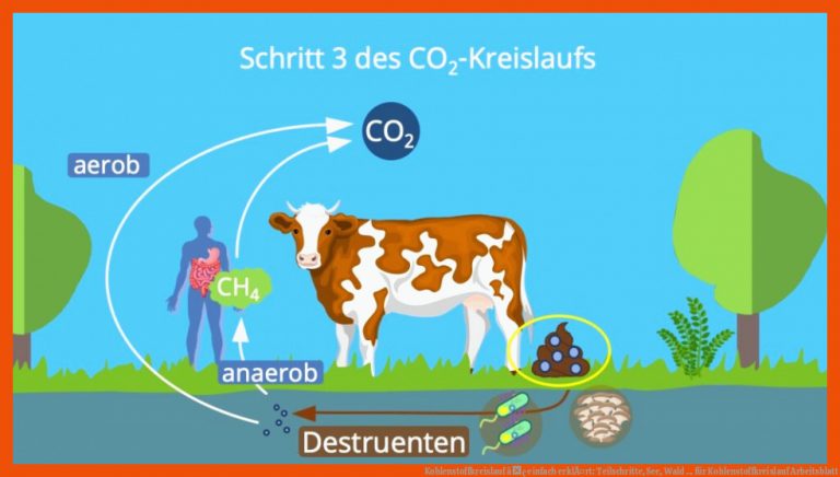 Kohlenstoffkreislauf â¢ einfach erklÃ¤rt: Teilschritte, See, Wald ... für kohlenstoffkreislauf arbeitsblatt