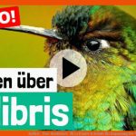 Kolibri - Tier-steckbrief - FÃ¼r Kinder & Schule Fuer Anpassung Der Vögel An Das Fliegen Arbeitsblatt