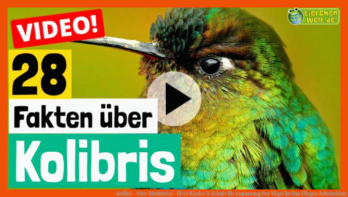 Kolibri - Tier-Steckbrief - fÃ¼r Kinder & Schule für anpassung der vögel an das fliegen arbeitsblatt