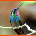 Kolibri - Tier-steckbrief - FÃ¼r Kinder & Schule Fuer Anpassung Der Vögel An Das Fliegen Arbeitsblatt