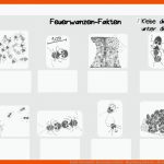 Kombi-arbeitsblatt: Feuerwanzen-fakten - Blog Bildung Leben Mit ... Fuer Insekten Arbeitsblatt Pdf