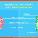 Kompartimentierung â¢ Zelle, Bedeutung Und Beispiele Â· [mit Video] Fuer Chloroplast Bau Und Funktion Arbeitsblatt Lösung