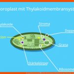 Kompartimentierung â¢ Zelle, Bedeutung Und Beispiele Â· [mit Video] Fuer Chloroplast Bau Und Funktion Arbeitsblatt Lösung