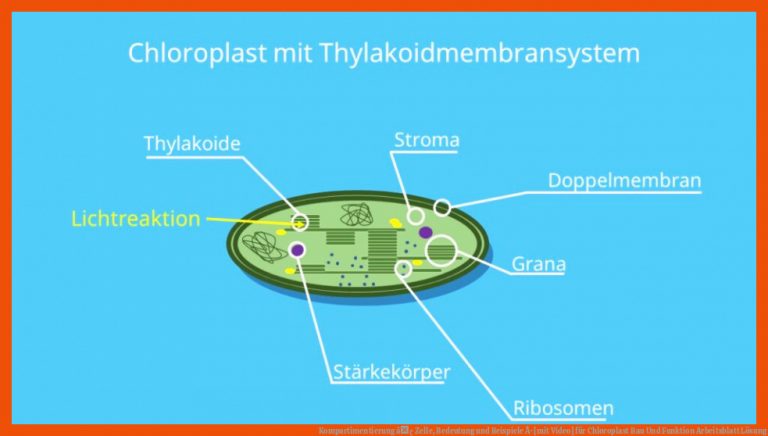 Kompartimentierung â¢ Zelle, Bedeutung und Beispiele Â· [mit Video] für chloroplast bau und funktion arbeitsblatt lösung