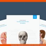 Kostenlose Anatomie ArbeitsblÃ¤tter: Schneller Lernen! Kenhub Fuer Deutsch In Der Pflege Arbeitsblätter