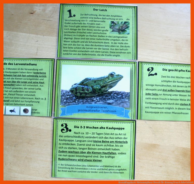 Kreuzklappkarte Metamorphose Frosch für atmung frosch arbeitsblatt