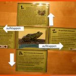 Kreuzklappkarte Metamorphose Frosch Fuer atmung Frosch Arbeitsblatt