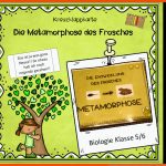 Kreuzklappkarte Metamorphose Frosch Fuer Vom Laich Zum Frosch Entwicklung Arbeitsblatt