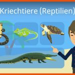 Kriechtiere (reptilien) Fuer Arbeitsblatt Kriechtiere