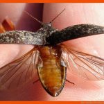 Kurs: Insekten Fuer Körperbau Insekten Arbeitsblatt