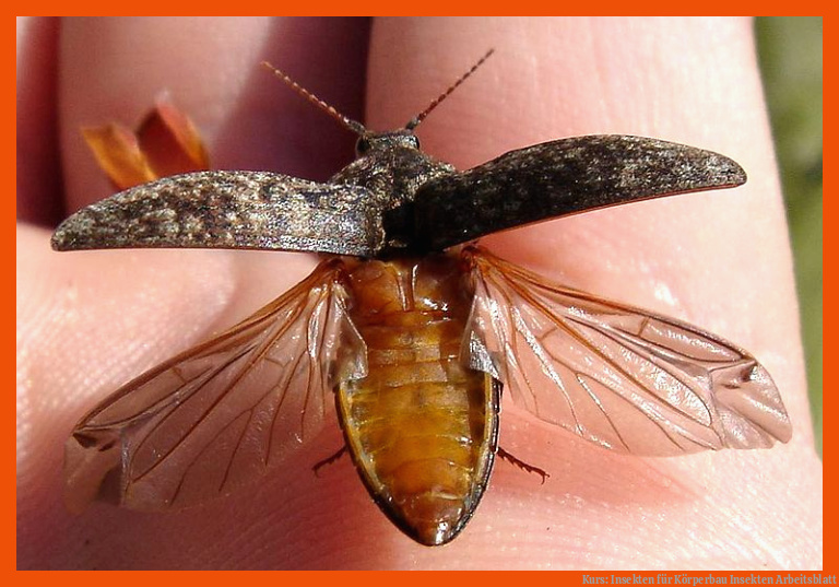 Kurs: Insekten für körperbau insekten arbeitsblatt