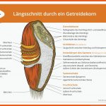 LÃ¤ngsschnitt Durch Ein Getreidekorn Lebensmittelkunde ... Fuer Aufbau Hühnerei Arbeitsblatt