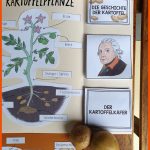 Lapbook Kartoffel (mit Ideen Zur Erarbeitung!) Fuer Kartoffel Grundschule Arbeitsblätter Kostenlos