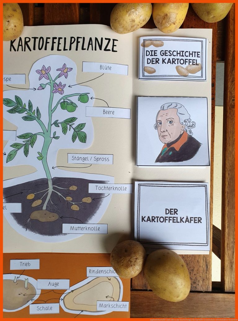 Lapbook Kartoffel (mit Ideen zur Erarbeitung!) für kartoffel grundschule arbeitsblätter kostenlos