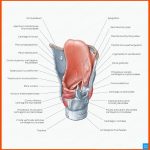 Larynx (kehlkopf) - Anatomie, Lage, Aufbau & Innervation Kenhub Fuer Gewebearten Mensch Arbeitsblatt