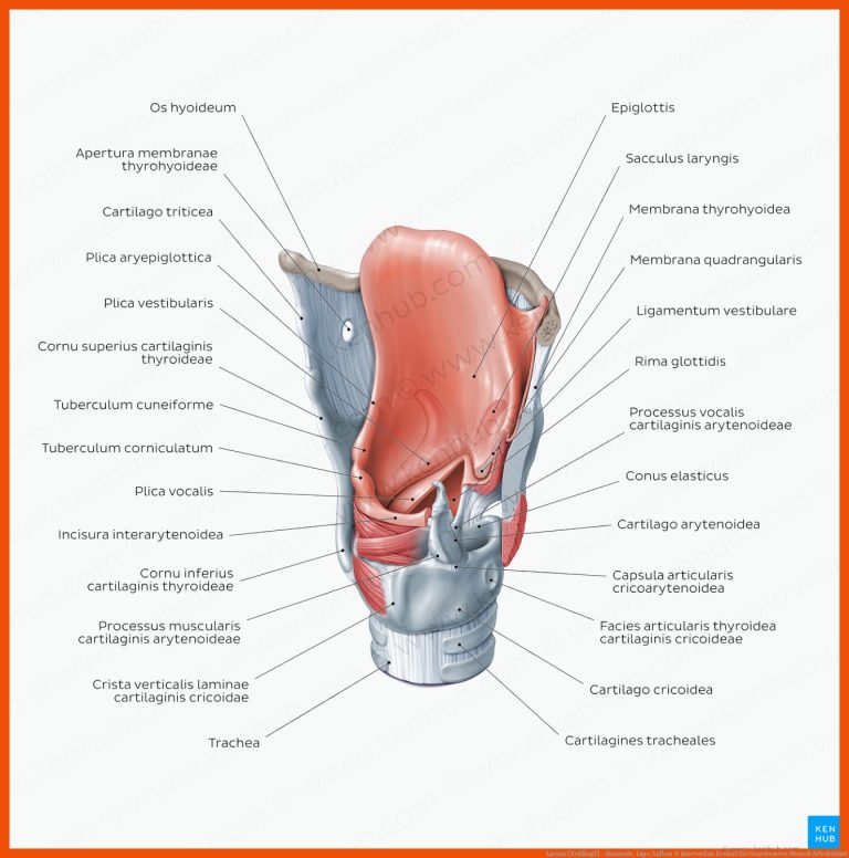 Larynx (Kehlkopf) - Anatomie, Lage, Aufbau & Innervation | Kenhub für gewebearten mensch arbeitsblatt