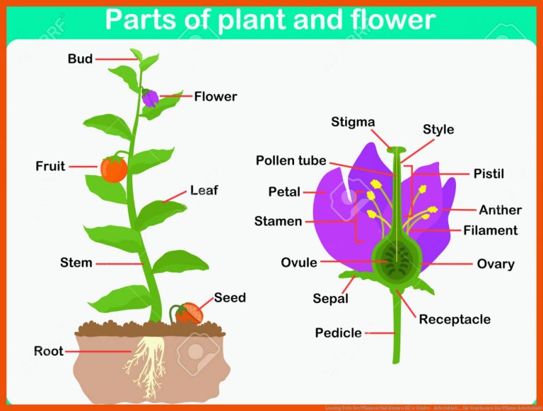 Leaning Teile Der Pflanzen Und Blumen FÃ¼r Kinder - Arbeitsblatt ... für vom samen zur pflanze arbeitsblatt