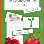 Lebenskreis Des Apfels Klasse 1 2 â Unterrichtsmaterial Im Fach ... Fuer Von Der Blüte Zur Frucht Arbeitsblatt