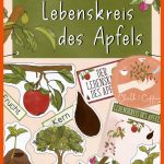 Lebenskreis Des Apfels Tafelmaterial - Lebenszyklus Apfel â Chalk ... Fuer Vom Kern Zum Apfel Arbeitsblatt