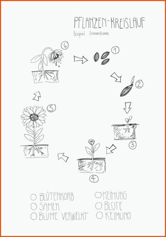 8 sonnenblume Arbeitsblatt Kindergarten