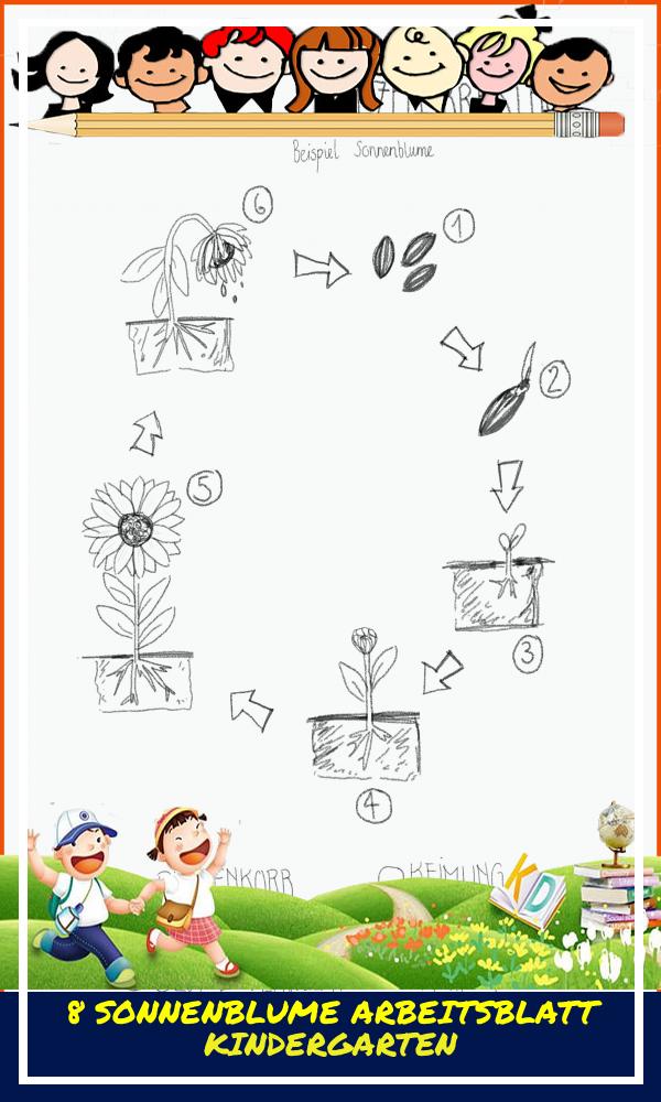 8 sonnenblume Arbeitsblatt Kindergarten