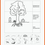 Lebensraum Wald (2.-3. Klasse) Fuer ökosystem Wald Arbeitsblätter