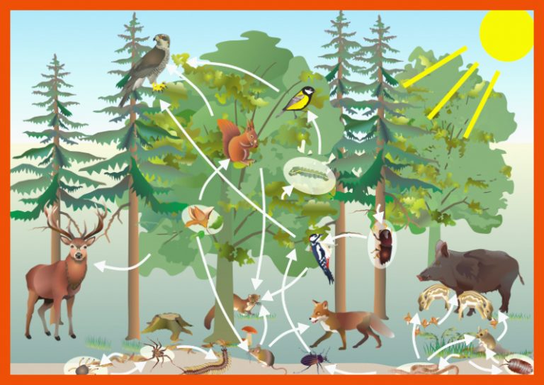 Lebensraum Wald - Nahrungsbeziehungen für nahrungsbeziehungen im wald arbeitsblatt
