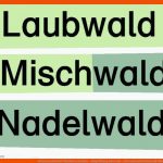 Lebensraum Wald: Waldarten Archive - Blog Bildung Leben Mit ... Fuer Laubwald Nadelwald Mischwald Arbeitsblatt