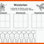 Lebensraum Wald: Waldarten Archive - Blog Bildung Leben Mit ... Fuer Laubwald Nadelwald Mischwald Arbeitsblatt