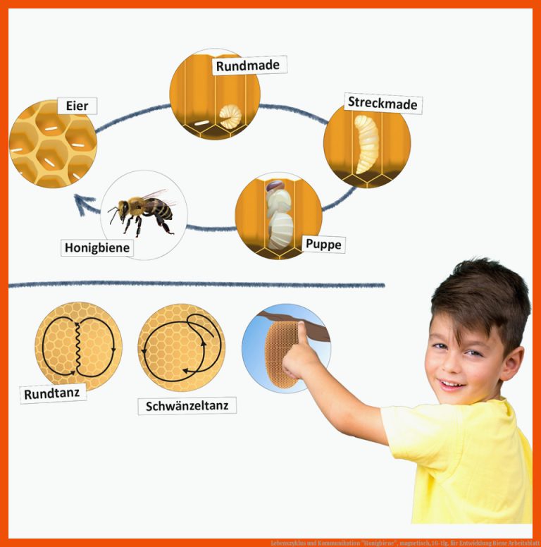 Lebenszyklus Und Kommunikation "honigbiene", Magnetisch, 16-tlg. Fuer Entwicklung Biene Arbeitsblatt