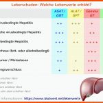 Leberwerte Zu Hoch - Was Bedeutet Das? Fuer Gewebearten Mensch Arbeitsblatt